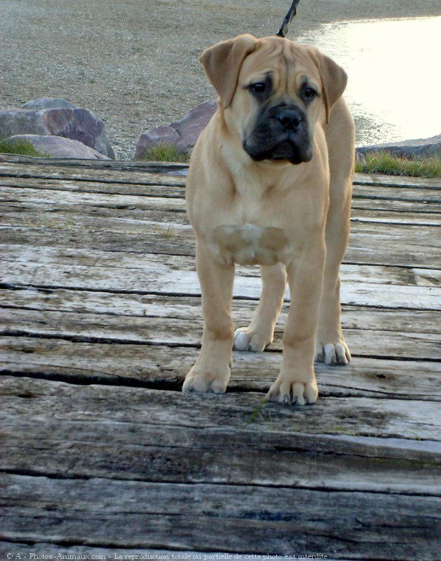 Photo de Bullmastiff