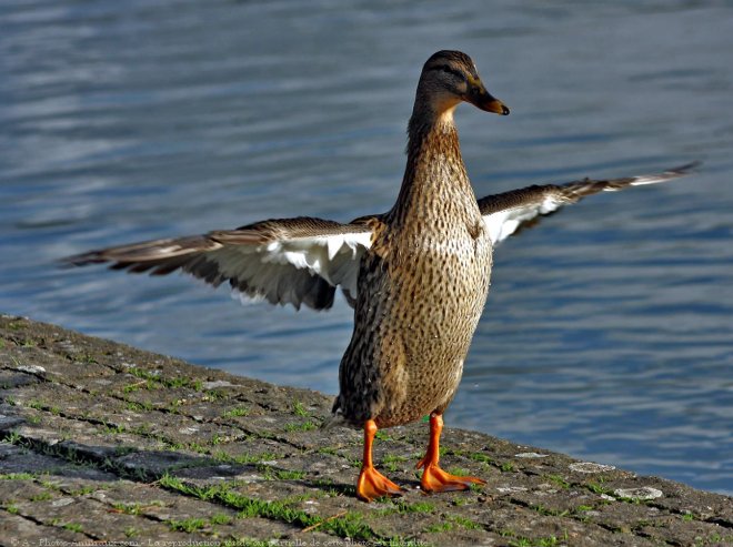 Photo de Canard colvert