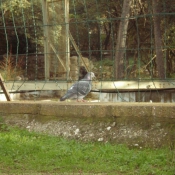 Photo de Pigeon