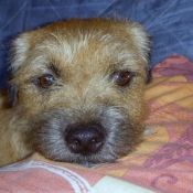 Photo de Border terrier