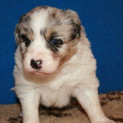 Photo de Border collie