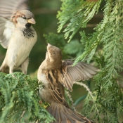 Photo de Moineau