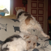 Photo de Fox terrier  poil dur