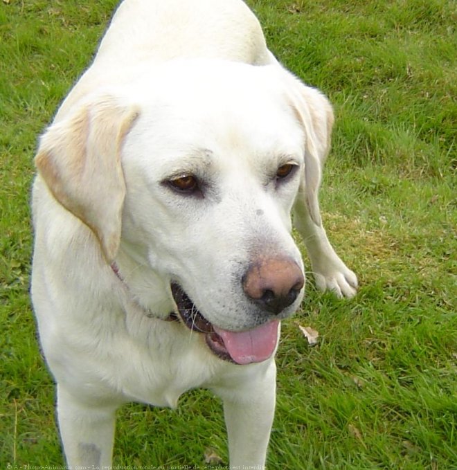 Photo de Labrador retriever