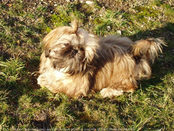 Photo de Shih tzu