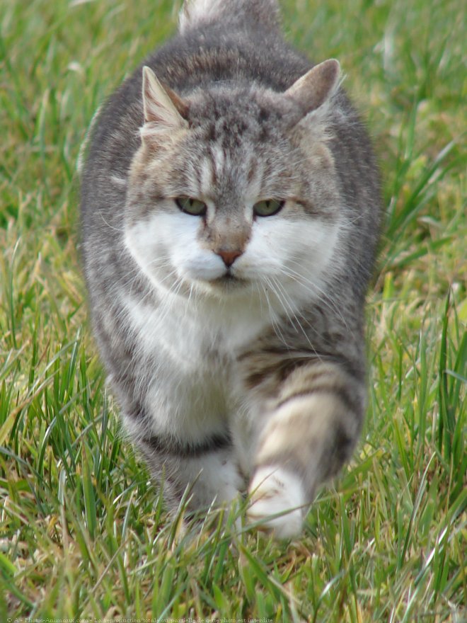 Photo de Chat domestique