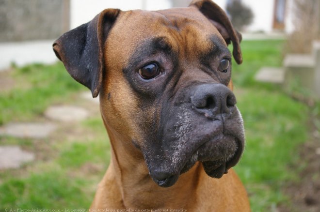 Photo de Boxer