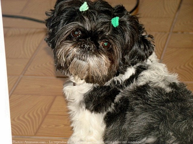 Photo de Shih tzu