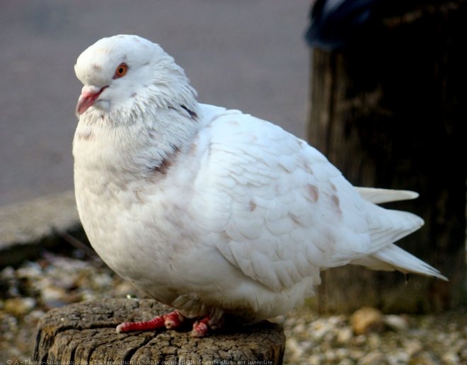 Photo de Pigeon