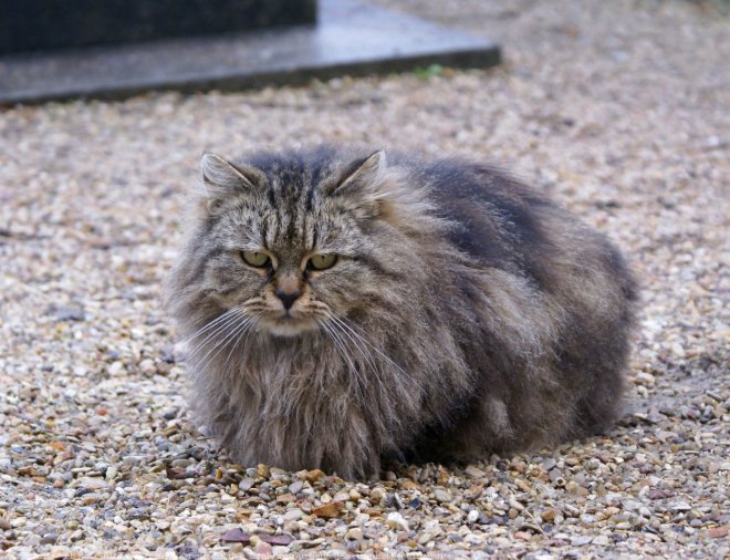 Photo de Chat domestique