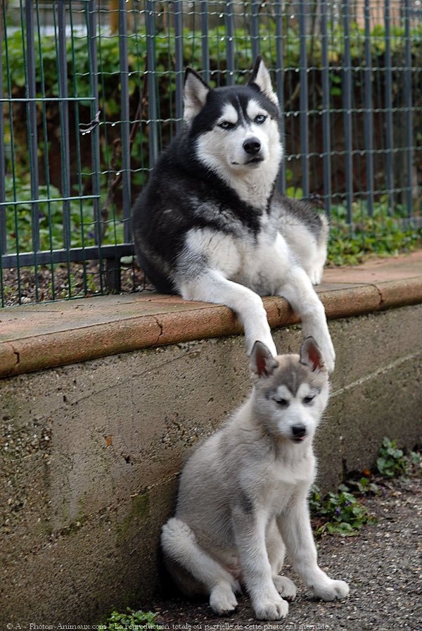 Photo de Husky siberien