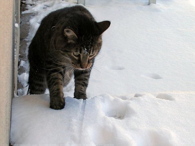 Photo de Chat domestique