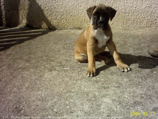 Photo de Boxer