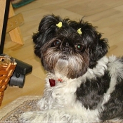 Photo de Shih tzu