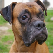 Photo de Boxer