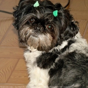 Photo de Shih tzu