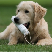 Photo de Golden retriever