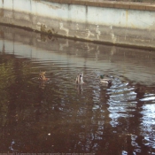 Photo de Canard colvert