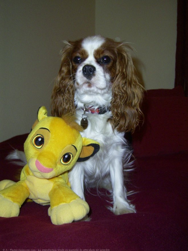 Photo de Cavalier king charles spaniel