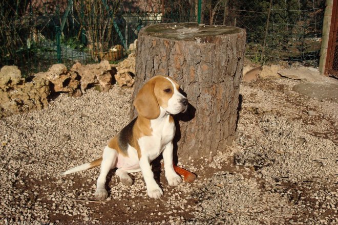 Photo de Beagle