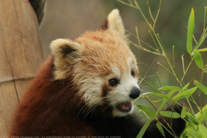 Photo de Panda roux