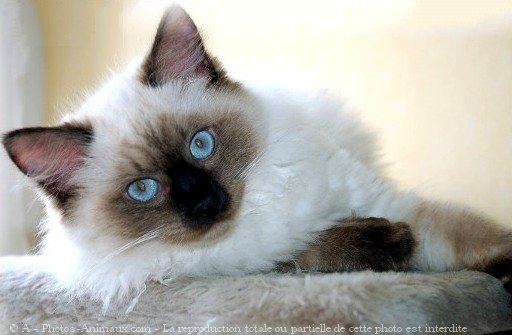 Photo de Ragdoll