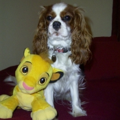 Photo de Cavalier king charles spaniel