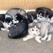 Photo de Malamute de l'alaska