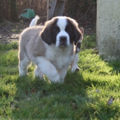 Photo de Saint-bernard poil long