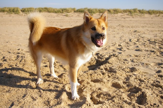 Photo de Chien de berger islandais