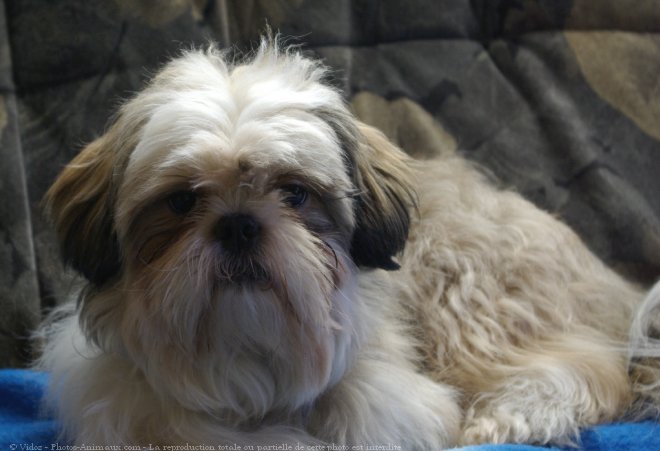 Photo de Shih tzu