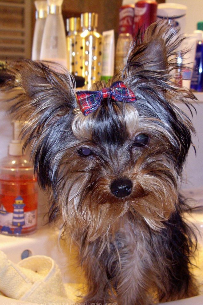 Photo de Yorkshire terrier