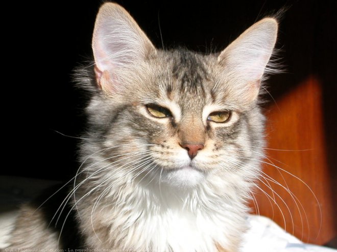 Photo de Maine coon