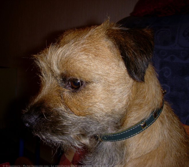 Photo de Border terrier