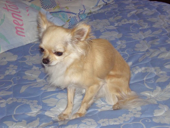 Photo de Chihuahua  poil long