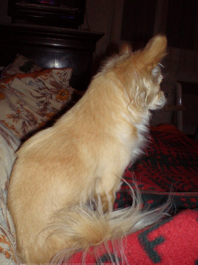 Photo de Chihuahua  poil long