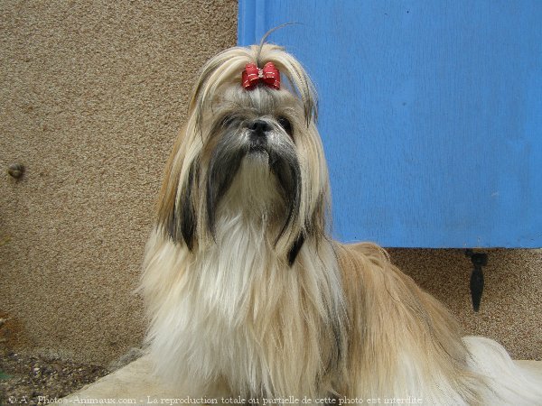 Photo de Shih tzu