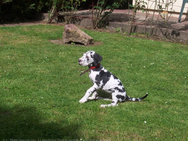 Photo de Dogue allemand