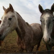 Photo de Races diffrentes