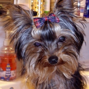 Photo de Yorkshire terrier