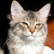 Photo de Maine coon