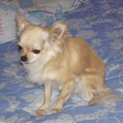 Photo de Chihuahua  poil long