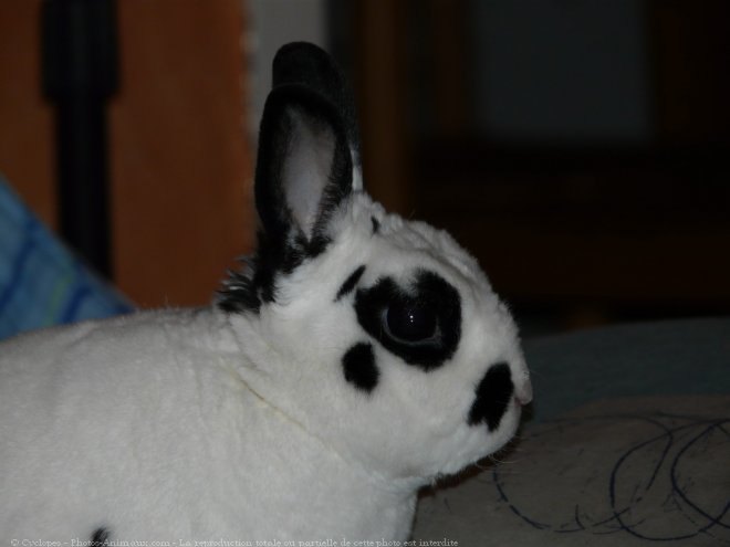 Photo de Lapin