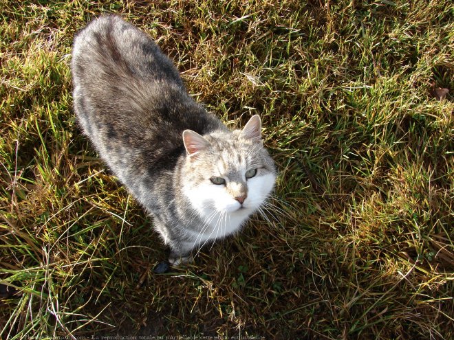 Photo de Chat domestique