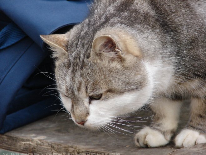 Photo de Chat domestique