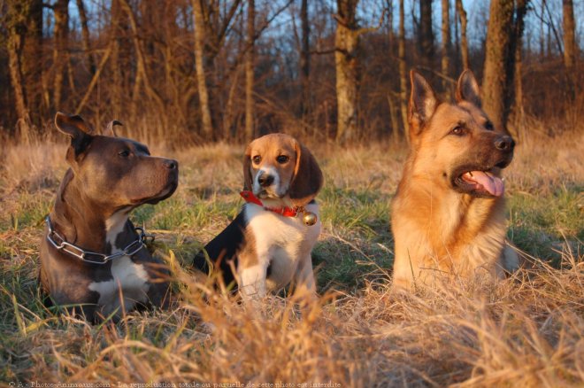 Photo de Beagle