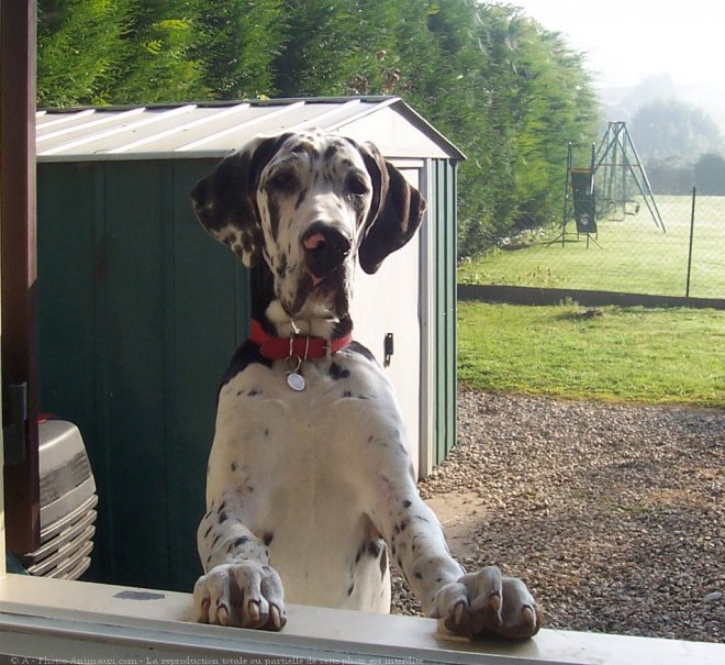 Photo de Dogue allemand