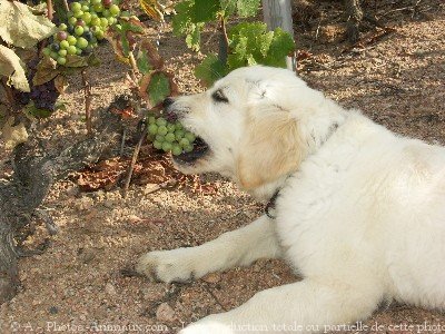 Photo de Golden retriever