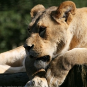 Photo de Lion