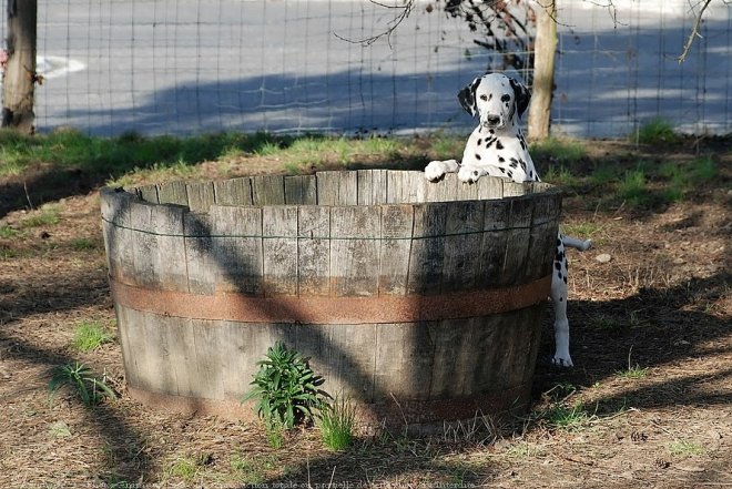 Photo de Dalmatien